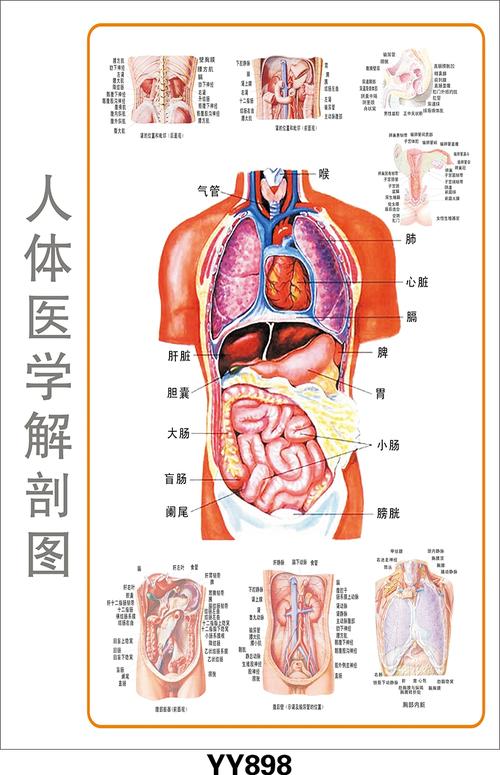醫(yī)學(xué)教學(xué)彩色掛圖、軟件、光盤