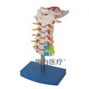 “康為醫(yī)療”頸椎帶頸動(dòng)脈、后枕骨、椎間盤(pán)與神經(jīng)模型
