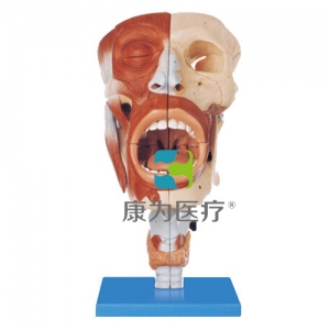 “康為醫(yī)療”鼻、口、咽、喉腔模型