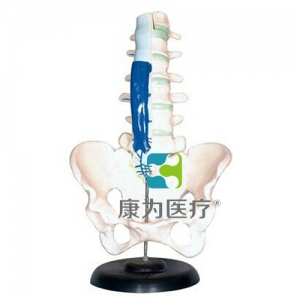 “康為醫(yī)療”腰骶椎解剖與脊神經(jīng)關系模型