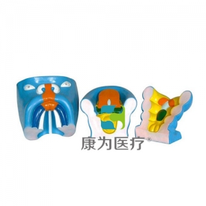 “康為醫(yī)療”口腔、鼻及舌的發(fā)生（3部件）