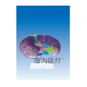 “康為醫(yī)療”肝膽解剖、甘血管、膽管的肝分布