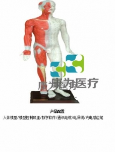 “康為醫(yī)療”蒙醫(yī)鍵控多媒體按摩點(diǎn)穴電子人體模型（中文版本，粵語(yǔ)版本，英語(yǔ)版本，蒙古語(yǔ)版本）