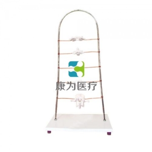 “康為醫(yī)療”寰、樞、頸、胸、腰椎模型