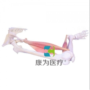 “康為醫(yī)療”下肢肌肉定點、動點、動態(tài)模型