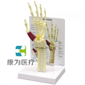 “康為醫(yī)療”醫(yī)患關(guān)系溝通模型-前臂骨骼帶手掌、手腕模型 （醫(yī)學(xué)指導(dǎo)模型）