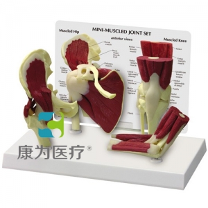 “康為醫(yī)療”醫(yī)患關(guān)系溝通模型-正常肩、髖、膝、肘關(guān)節(jié)附肌肉模型 （醫(yī)學(xué)指導(dǎo)模型）