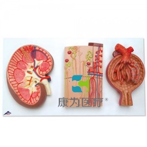 腎切面、腎單位、血管和腎小體模型