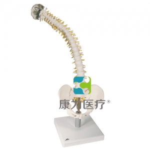 活動性脊柱模型，帶有軟椎間盤