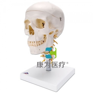 頸椎上的經(jīng)典顱模型，四部分