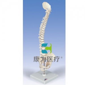 彈力迷你脊柱模型，帶底座