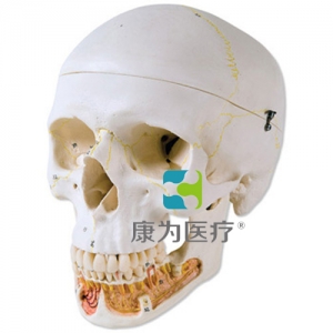 經(jīng)典顱模型帶有開放下頜， 3部分