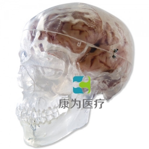經(jīng)典頭顱模型，透明，3部分