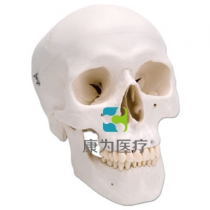 經(jīng)典頭顱模型，三部分
