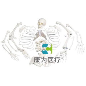 未組裝的全骨骼，帶三部分頭骨