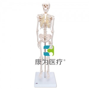 微型骨骼Shorty，帶基架
