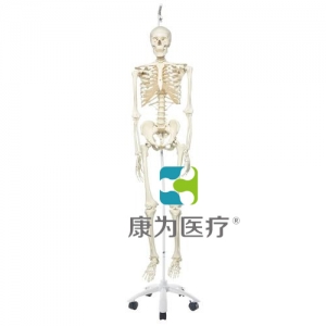 病理骨骼Phil，輪式5腳懸掛架