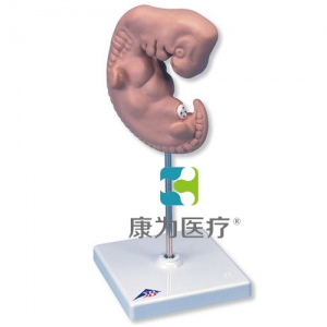 胚胎模型，實物的25倍