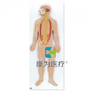 神經(jīng)系統(tǒng)模型，實物的1/2