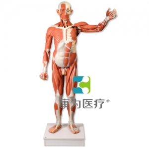實物大小男性人體肌肉模型，37部分