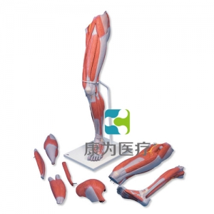 豪華型腿肌模型，7部分