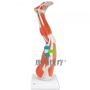 腿肌模型，9部分