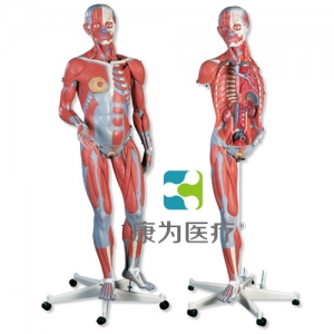 豪華型女性人體肌肉臂模型，23部分