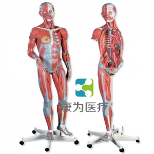 豪華型兩性人體肌肉臂模型，45部分