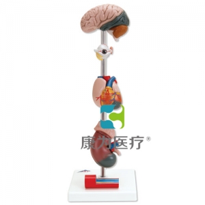 高血壓模型，7部分