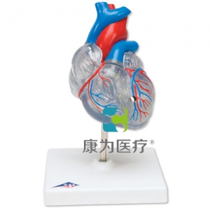 經(jīng)典心臟與心傳導(dǎo)系統(tǒng)模型，2 部分
