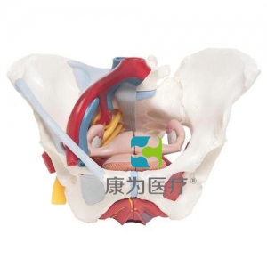 女性骨盆模型（配置韌帶、血管、神經(jīng)、盆底肌群及各個器官），6分體