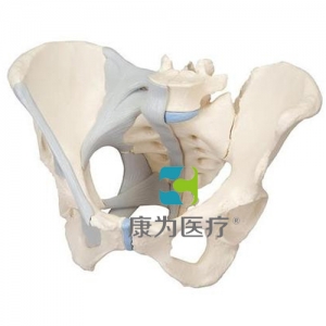 女性骨盆模型（配置韌帶），3分體