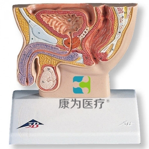 男性骨盆切面模型，實物的1/2