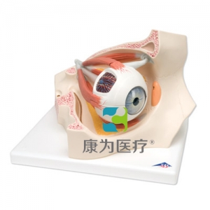 眼窩中的眼模型，實物的3.5倍，8部分