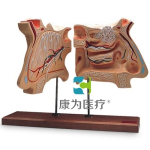 鼻和嗅覺器官，實物的4倍