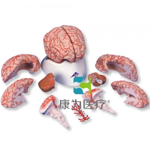 豪華型腦模型帶動脈，9部分