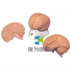 標(biāo)準(zhǔn)腦模型，2部分