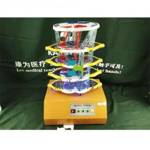 “康為醫(yī)療”脊髓的內(nèi)部結(jié)構(gòu)和上、下行纖維電動模型