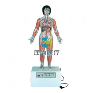 “康為醫(yī)療”微電腦人體心動周期與大、小循環(huán)演示模型